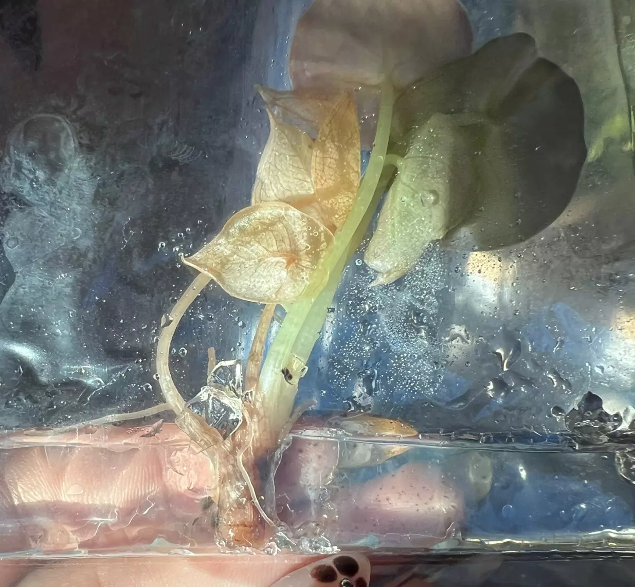 plant/💗Alocasia Pink Cuprea💗- ‼️Contaminated TC‼️-1