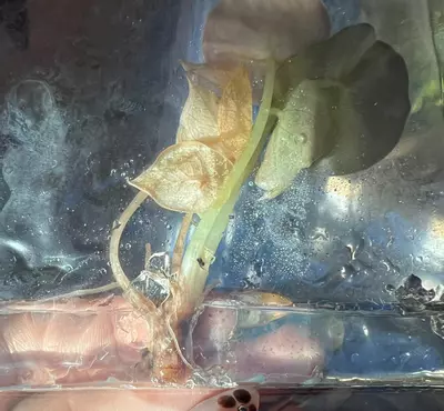 plant/💗Alocasia Pink Cuprea💗- ‼️Contaminated TC‼️-1-thumbnail