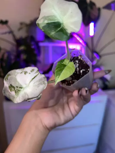 plant/Alocasia Pink Black Velvet – High Variegation Beauty 🌸🖤-2-thumbnail