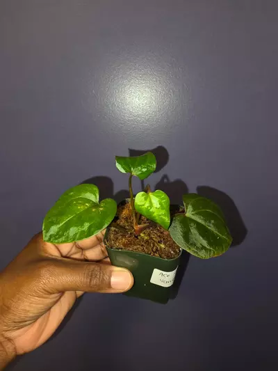 plant/Anthurium AOS × Variegated Anthurium AOS. (No variegation yet) *Exact*-3-thumbnail