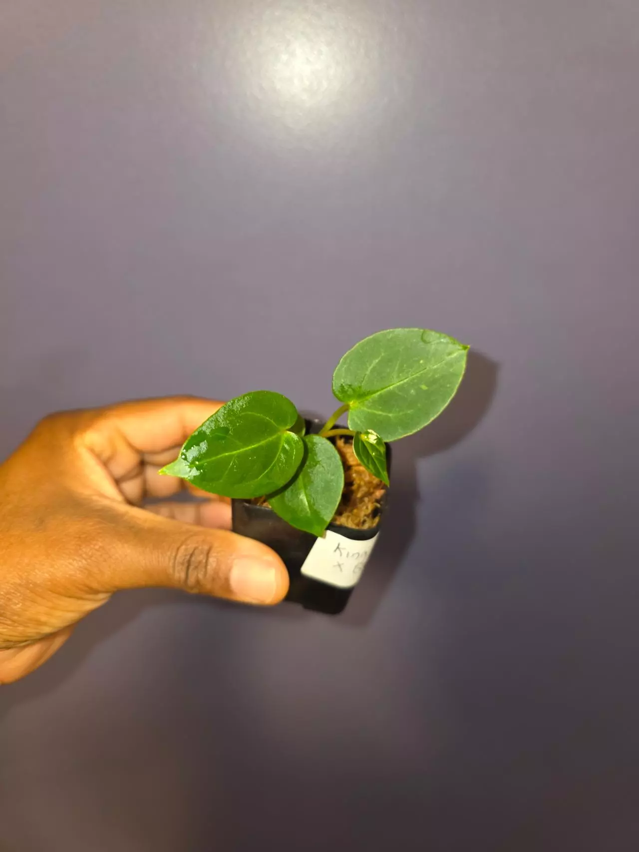 plant/Anthurium KOS × Black Widow Michelle. *exact*-1