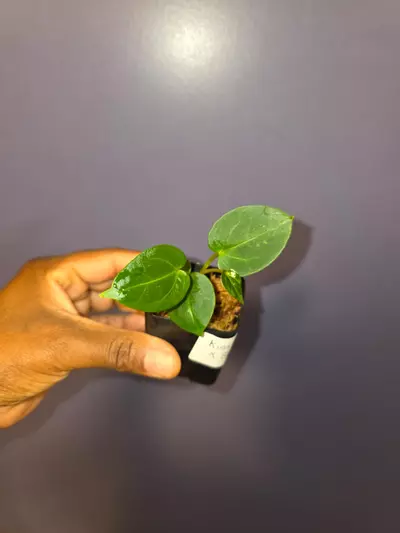 plant/Anthurium KOS × Black Widow Michelle. *exact*-1-thumbnail