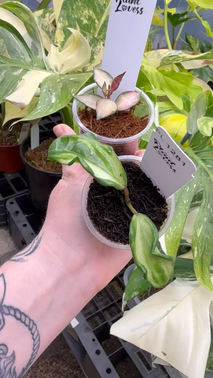 plant/PL1281: Inner Variegated Quinquinervia + FREE Lacunosa Tricolor Souma-0