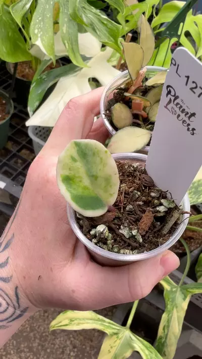 plant/PL1277: Madara Snow Angel + FREE Lacunosa Midori-0-thumbnail