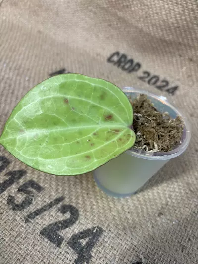 plant/Hoya Sarawak Cream-3-thumbnail