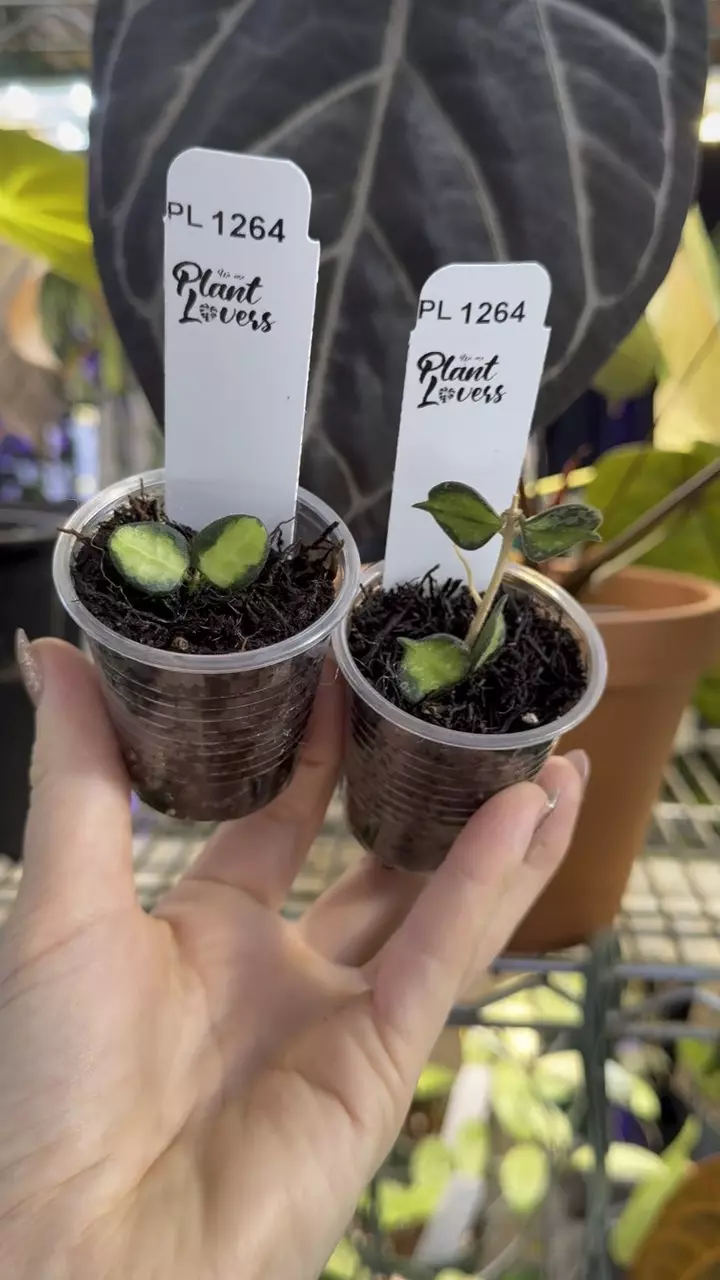 plant/PL1264: Var. Tengchongensis + FREE Var. Curtisii-0