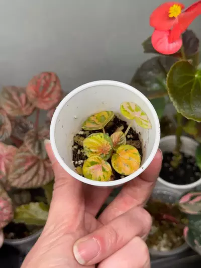plant/Peperomia Carnival-1-thumbnail