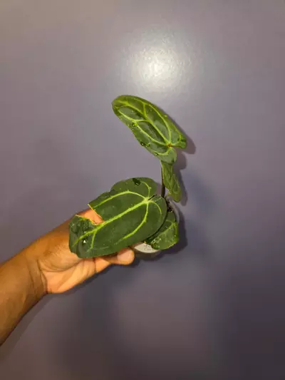 plant/Anthurium Carlablackiae. *exact*-0-thumbnail