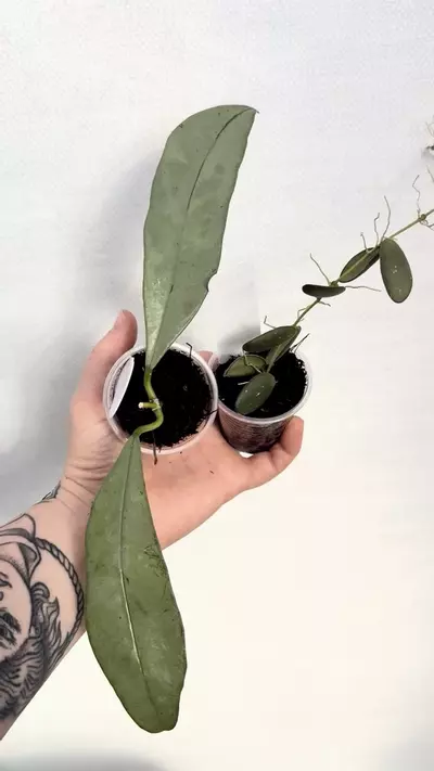 plant/PL1255: Grifirhii Ghost Clone 2 + FREE GPS 7240-0-thumbnail