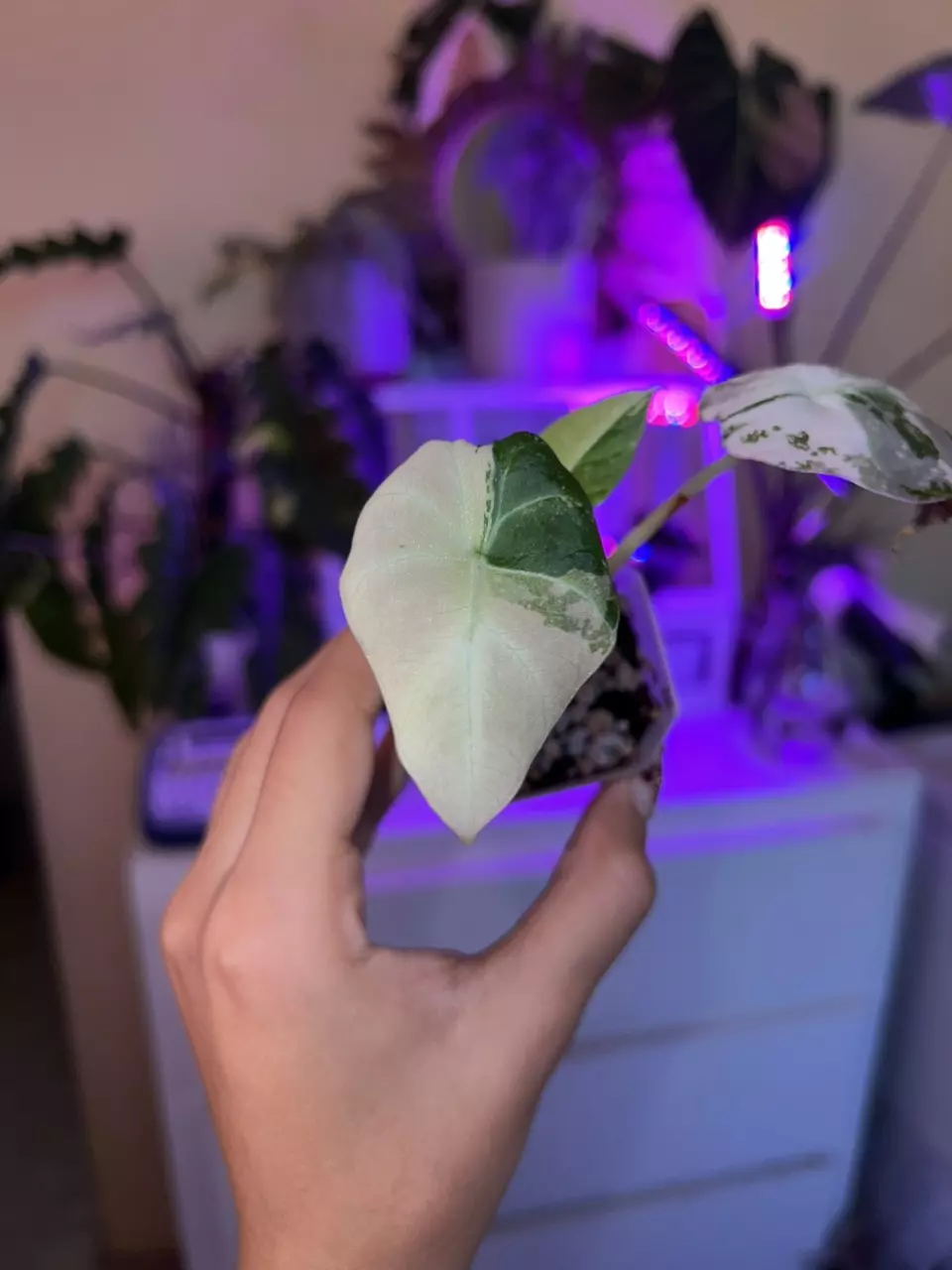 plant/Alocasia Pink Black Velvet – High Variegation Beauty 🌸🖤-0