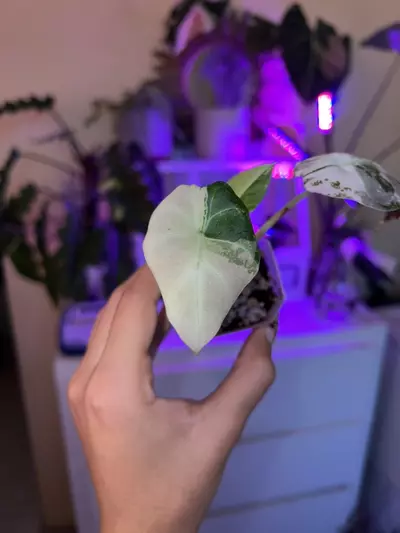 plant/Alocasia Pink Black Velvet – High Variegation Beauty 🌸🖤-0-thumbnail