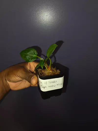 plant/Anthurium KOS × Black Widow Michelle. *exact*-2-thumbnail