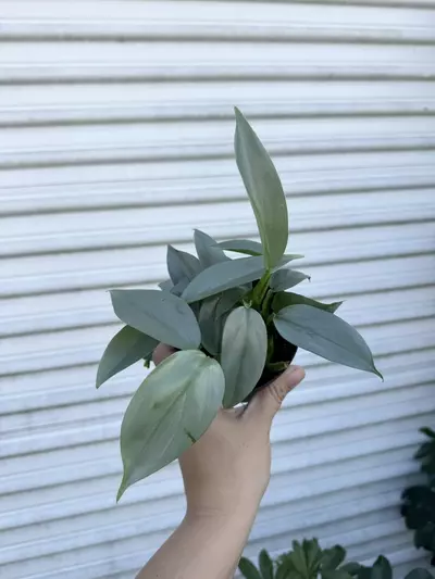 plant/Philodendron Silver Sword 4”-0-thumbnail