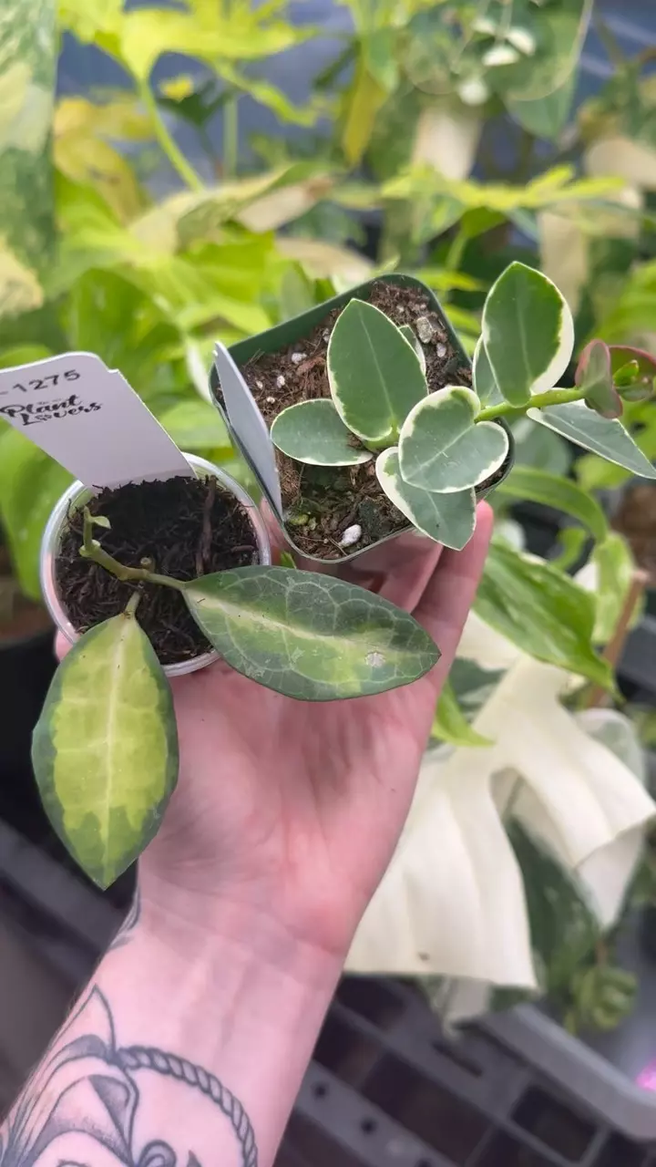 plant/PL1274: Variegated Elliptica + FREE Cummingiana Albo-0