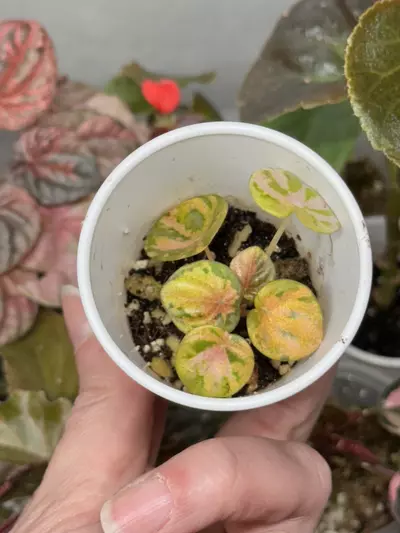 plant/Peperomia Carnival-0-thumbnail