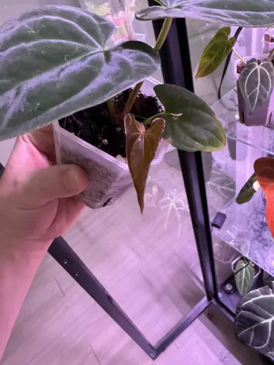 plant/(Dress RG f2 x Carla “Amanda”) x Huanoco Velvet-2-thumbnail