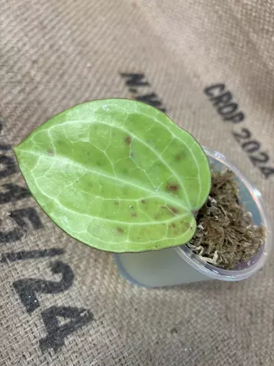 plant/Hoya Sarawak Cream-5-thumbnail
