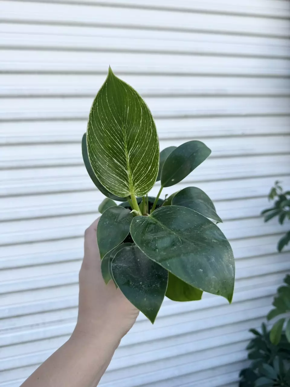 plant/Philodendron Birkin 4”-0