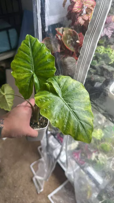 plant/Portora Aurea Alocasia grown from corm for sale in a self watering pot.-0-thumbnail