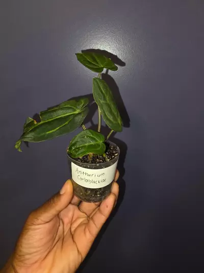 plant/Anthurium Carlablackiae. *exact*-4-thumbnail