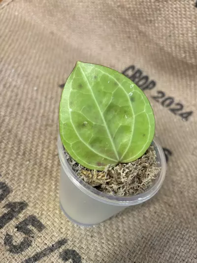 plant/Hoya Sarawak Cream-2-thumbnail