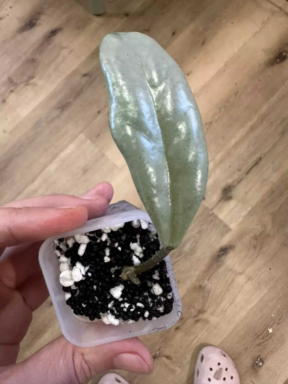 plant/Hoya Wilbur graves silver-0