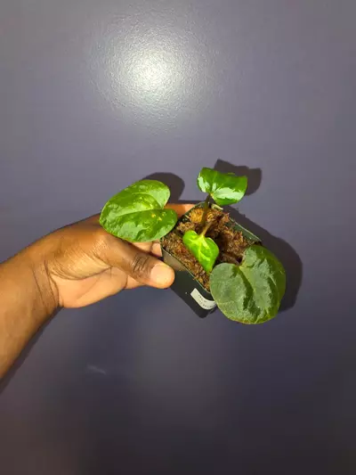 plant/Anthurium AOS × Variegated Anthurium AOS. (No variegation yet) *Exact*-0-thumbnail