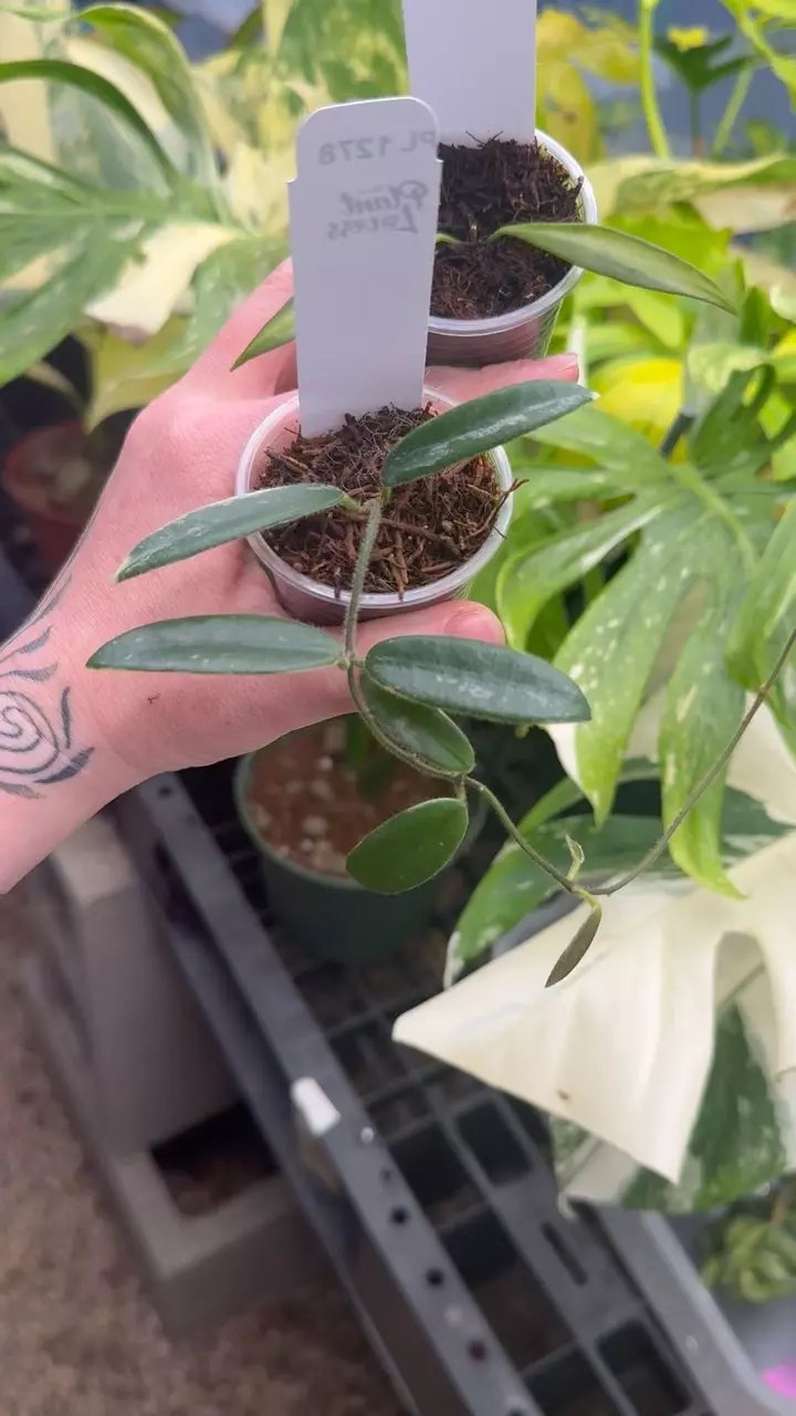 plant/PL1278: Lyi Prism Pink + FREE Tsangii Var-0