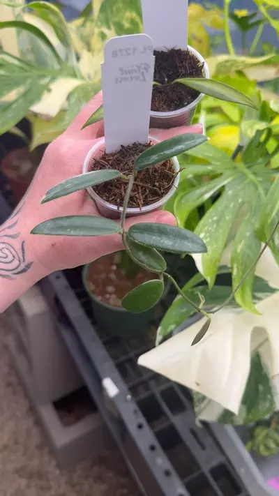 plant/PL1278: Lyi Prism Pink + FREE Tsangii Var-0-thumbnail