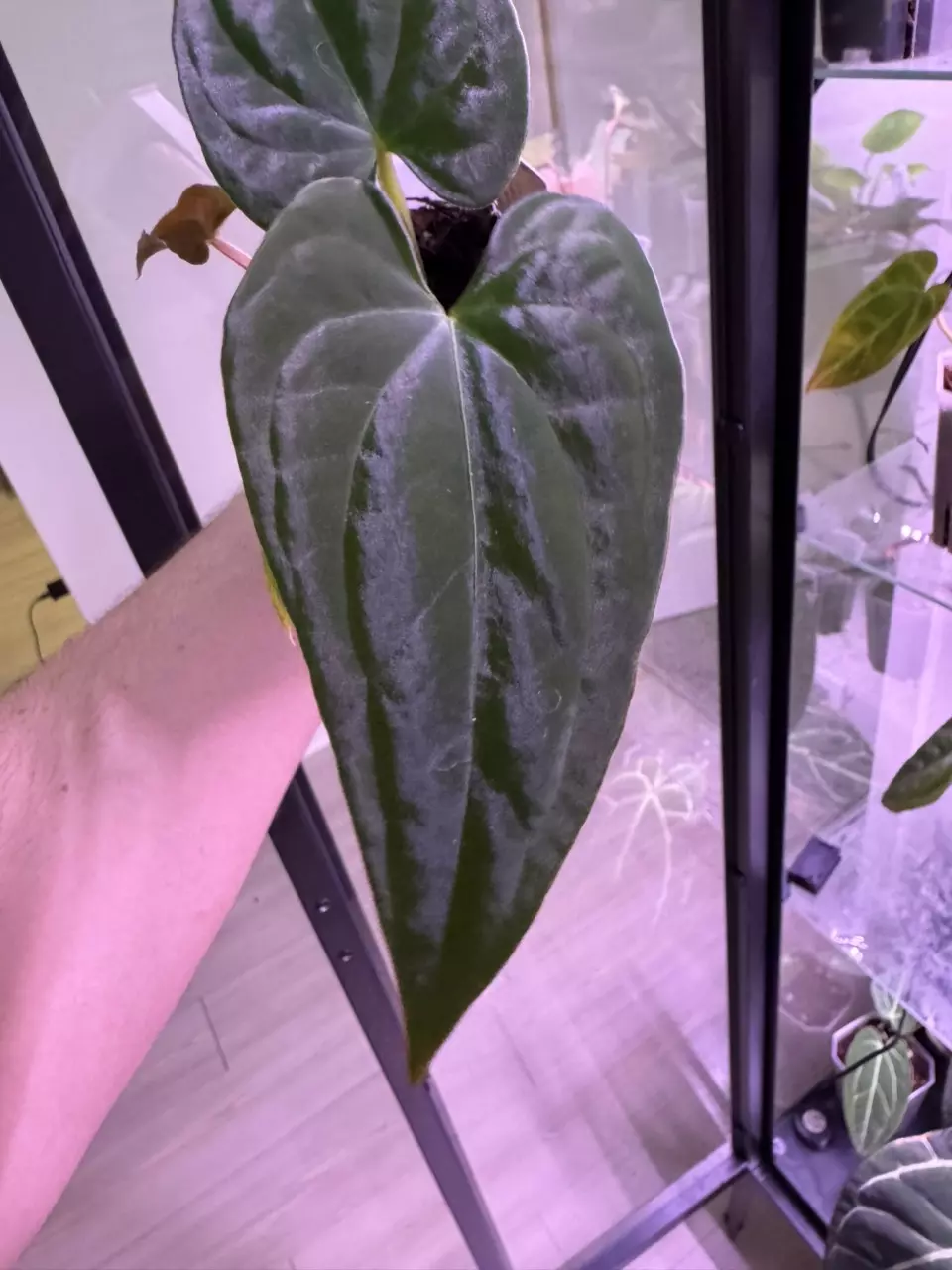 plant/(Dress RG f2 x Carla “Amanda”) x Huanoco Velvet-0