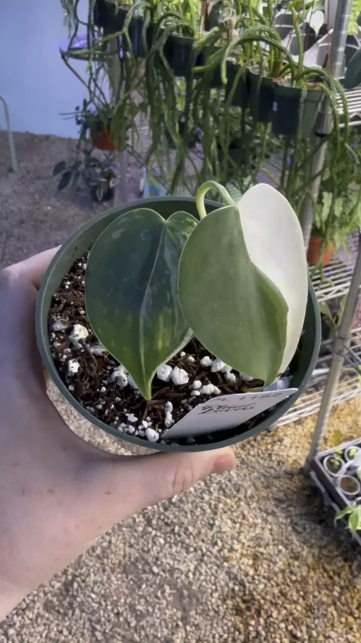 plant/PL1182: Albo Heartleaf + FREE Anthurium Silver Chrome-0