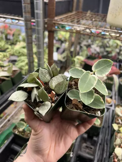 plant/2” Hoya Cummingiana Albo + FREE 2” Khroniana Silver Black-0-thumbnail