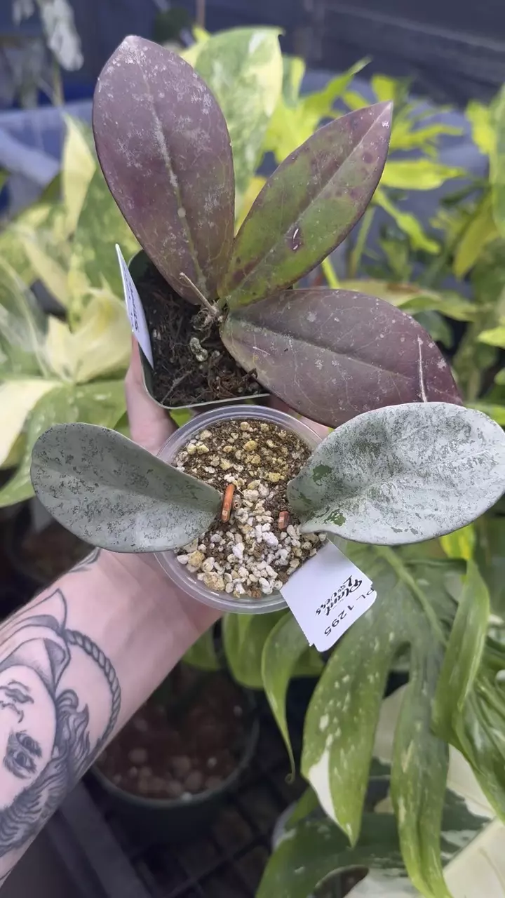 plant/PL1295: Buntokensis Red Leaf + FREE Nova Ghost-0