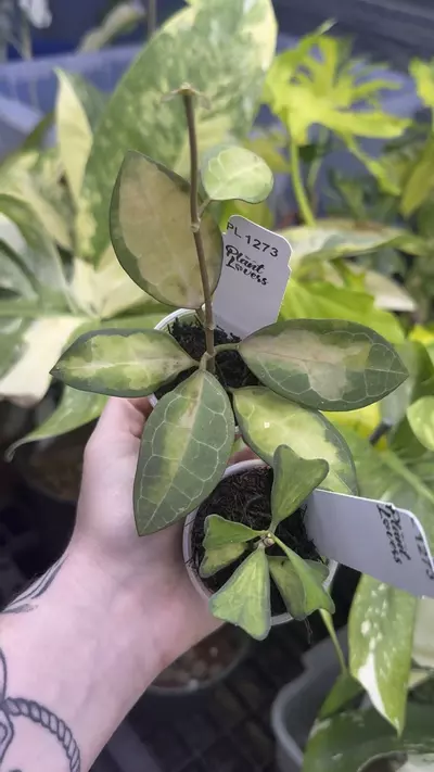 plant/PL1273: Var Elliptica + FREE Var Manipurnesnsis ($79 value)-0-thumbnail