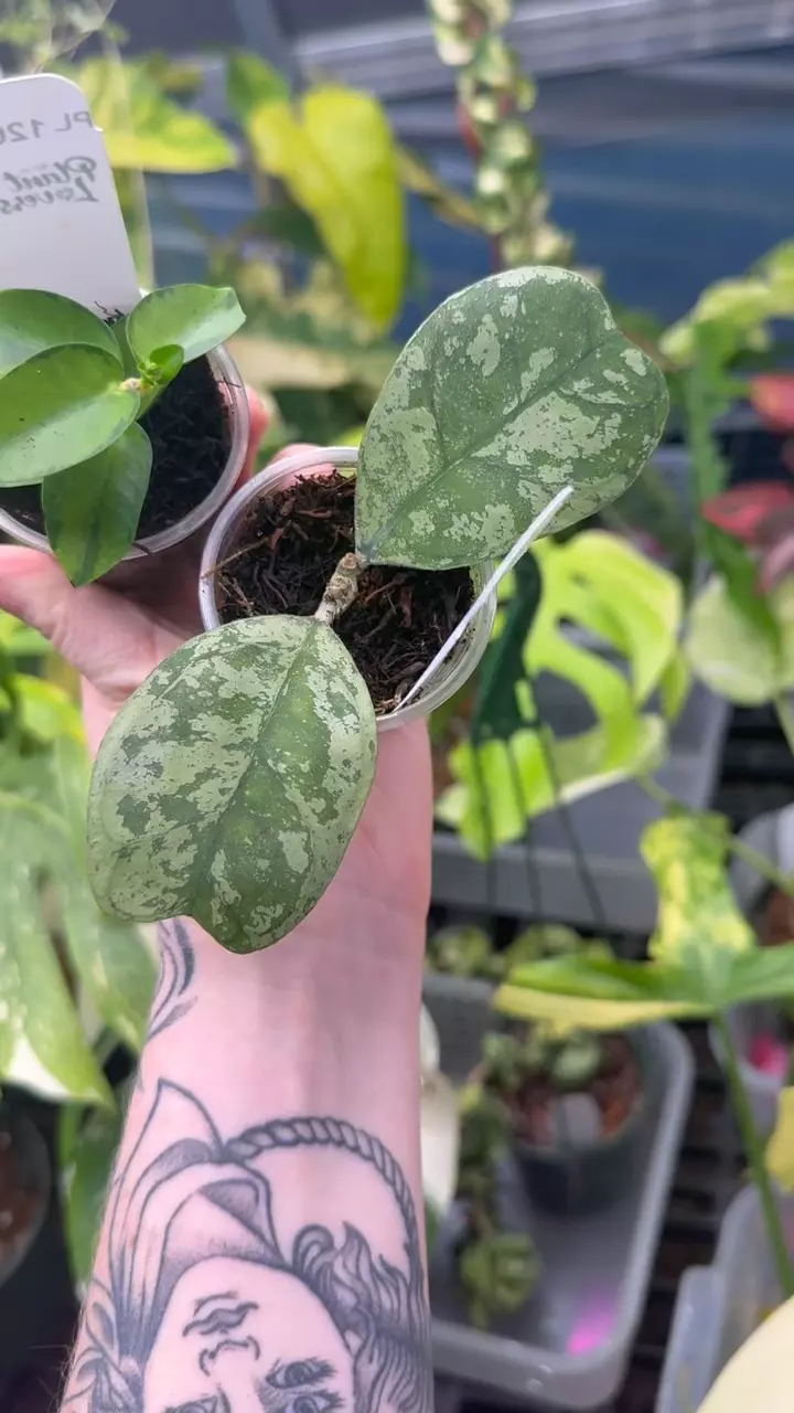 plant/PL1261: Morning Dew Deykae + Inner Var Cummingiana-0