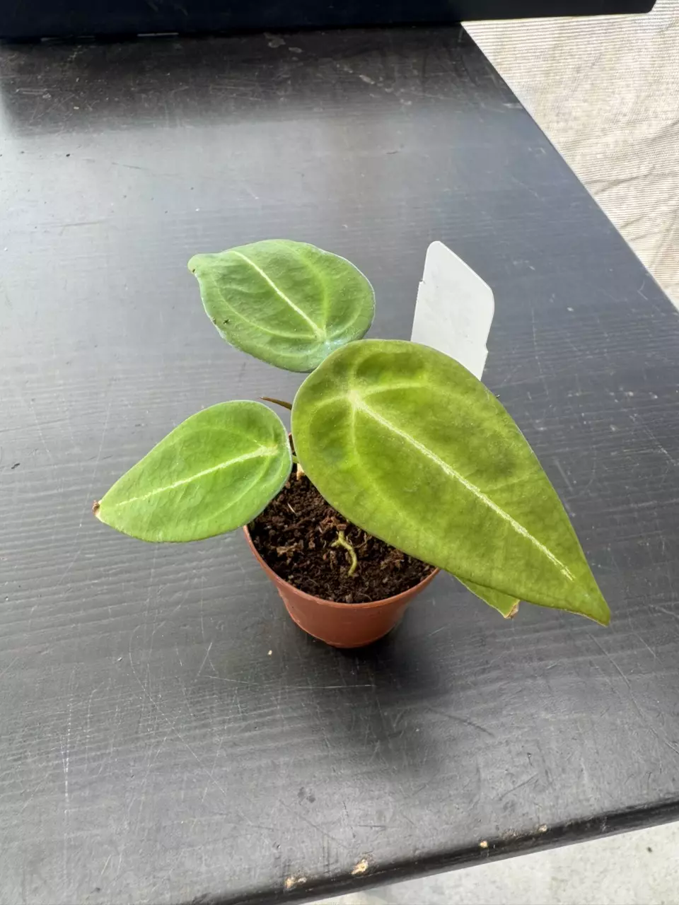 plant/Anthurium Forgetii 2”-0