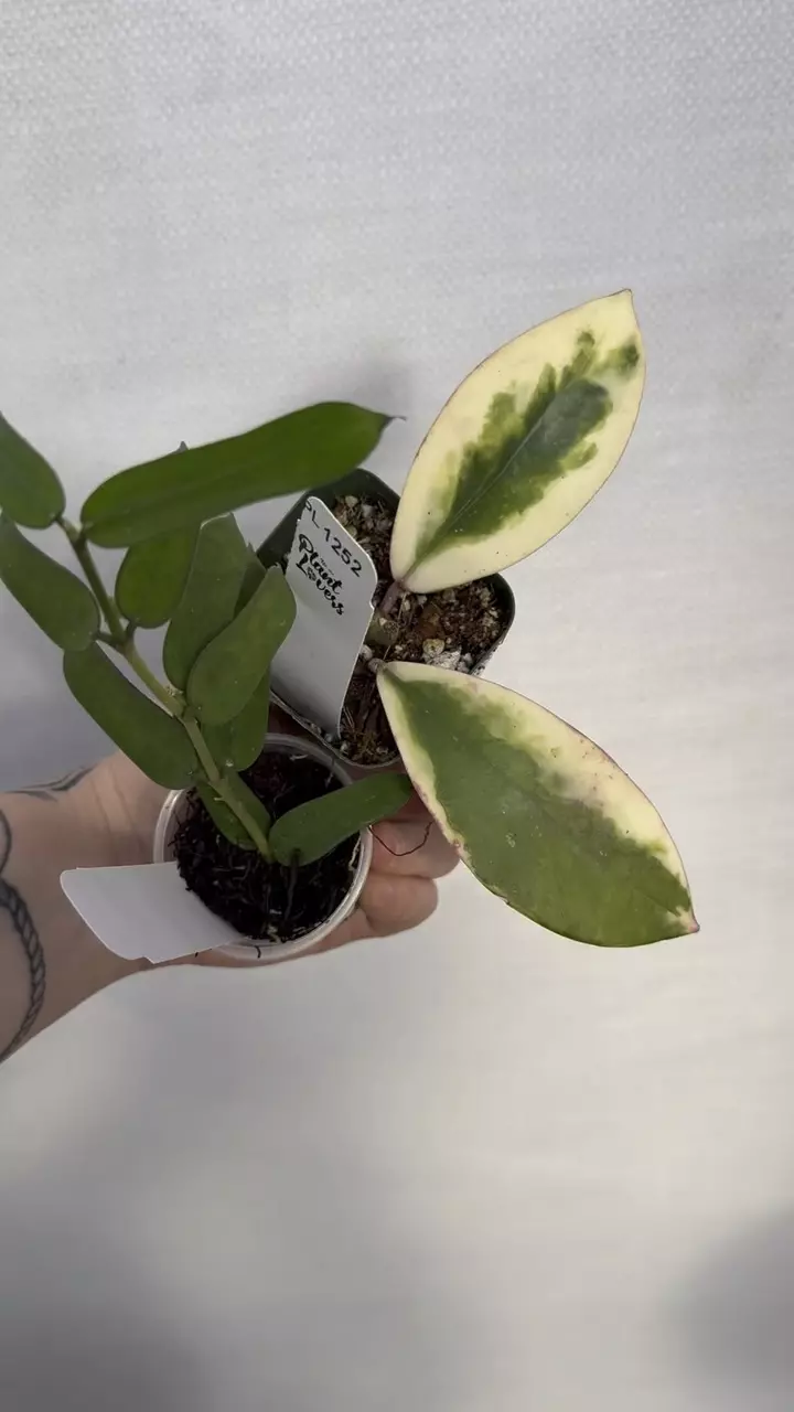 plant/PL1252: Diversifolia Albo + Pandurata Bundle (Save $25!)-0