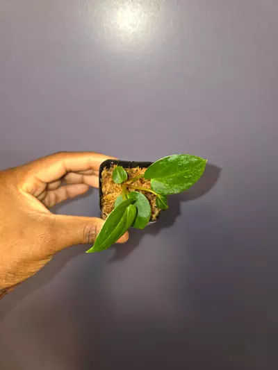 plant/Anthurium KOS × Black Widow Michelle. *exact*-3-thumbnail