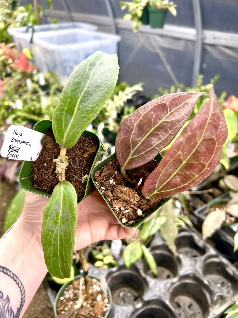 plant/2” Hoya Tequila Sunrise + FREE 2” Hoya Soligamiana-0