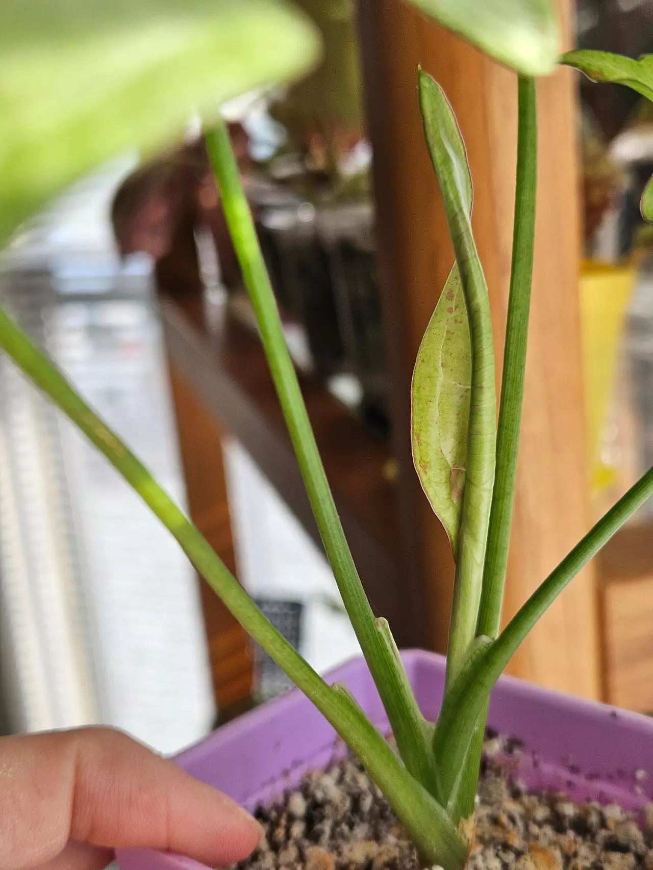 plant/Syngonium 'Milk Confetti'-2