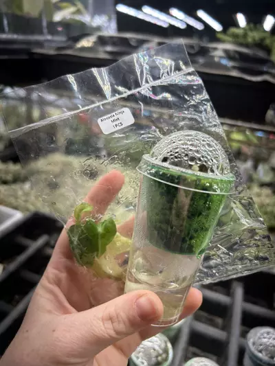 plant/Alocasia Simpo Corm + FREE Alocasia Ninja Mint TC-0-thumbnail