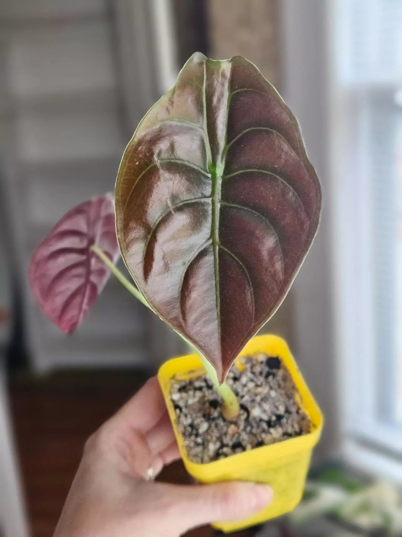 plant/Alocasia cuprea 'Red Secret'-0