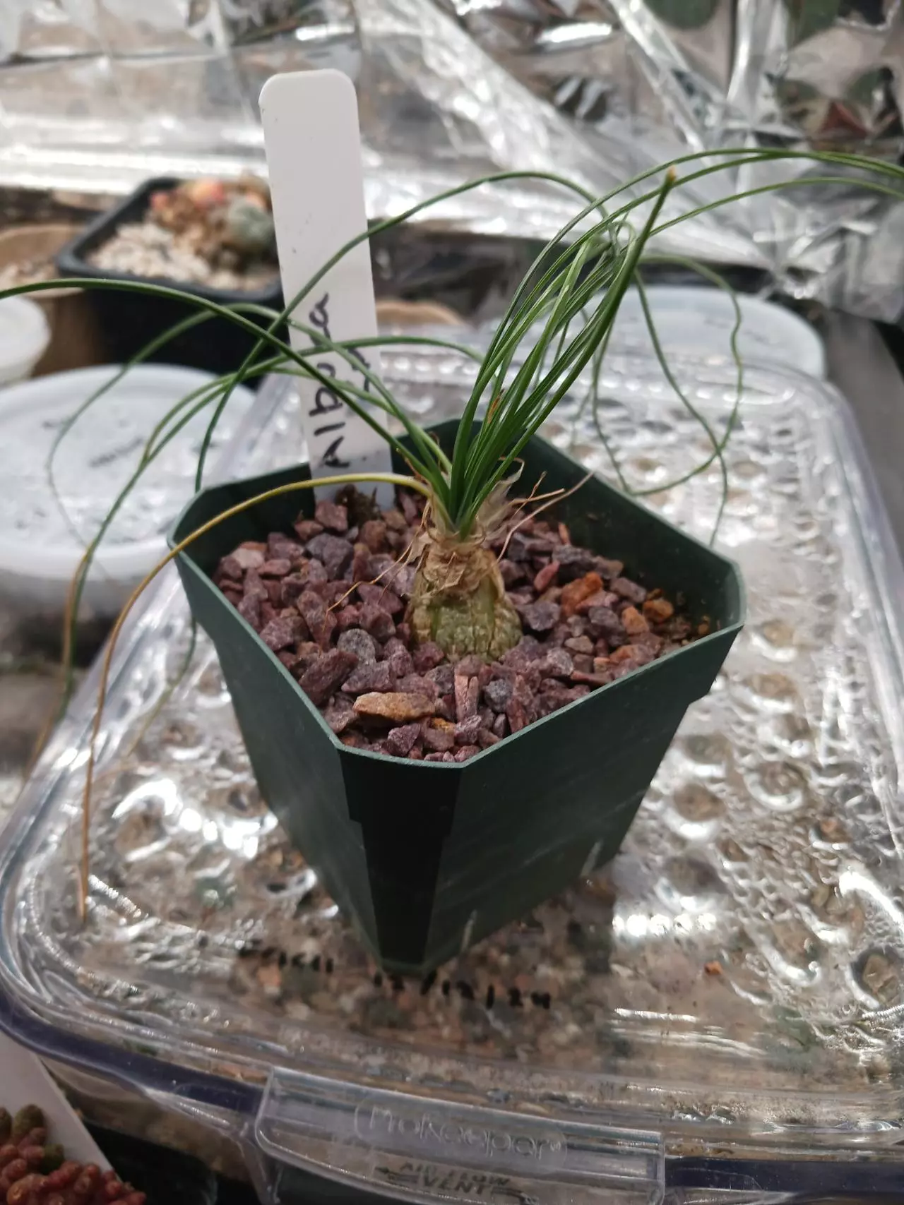 plant/Albuca polyphylla-0