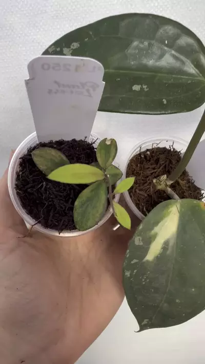 plant/PL1250: Kalimantan Variegated Mini + FREE Latifolia Inner Var (Revert?)-0-thumbnail
