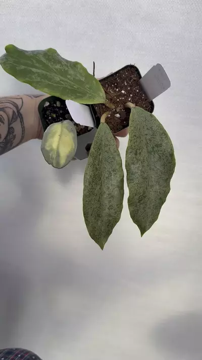 plant/PL1259 Bundle: Silver Incrassata Eclipse + Argentea Princess (Save $40!)-0-thumbnail