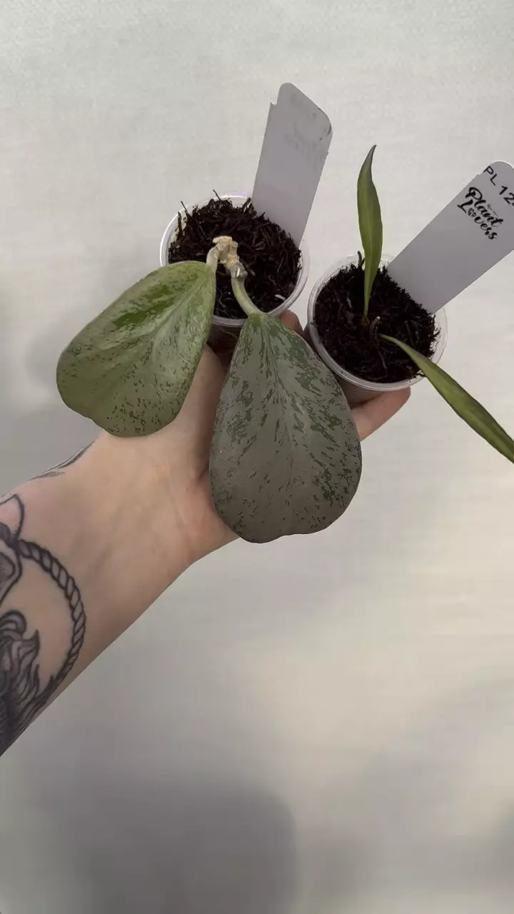 plant/PL1248: Chiang Dao Silver + FREE Tsangii Inner Variegated-0