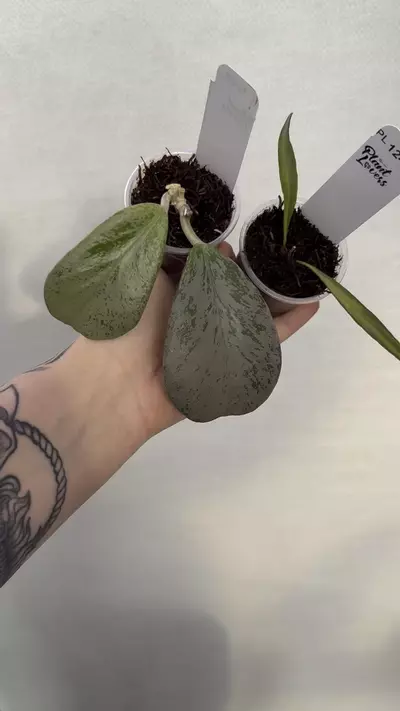 plant/PL1248: Chiang Dao Silver + FREE Tsangii Inner Variegated-0-thumbnail