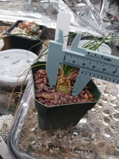 plant/Albuca polyphylla-1-thumbnail