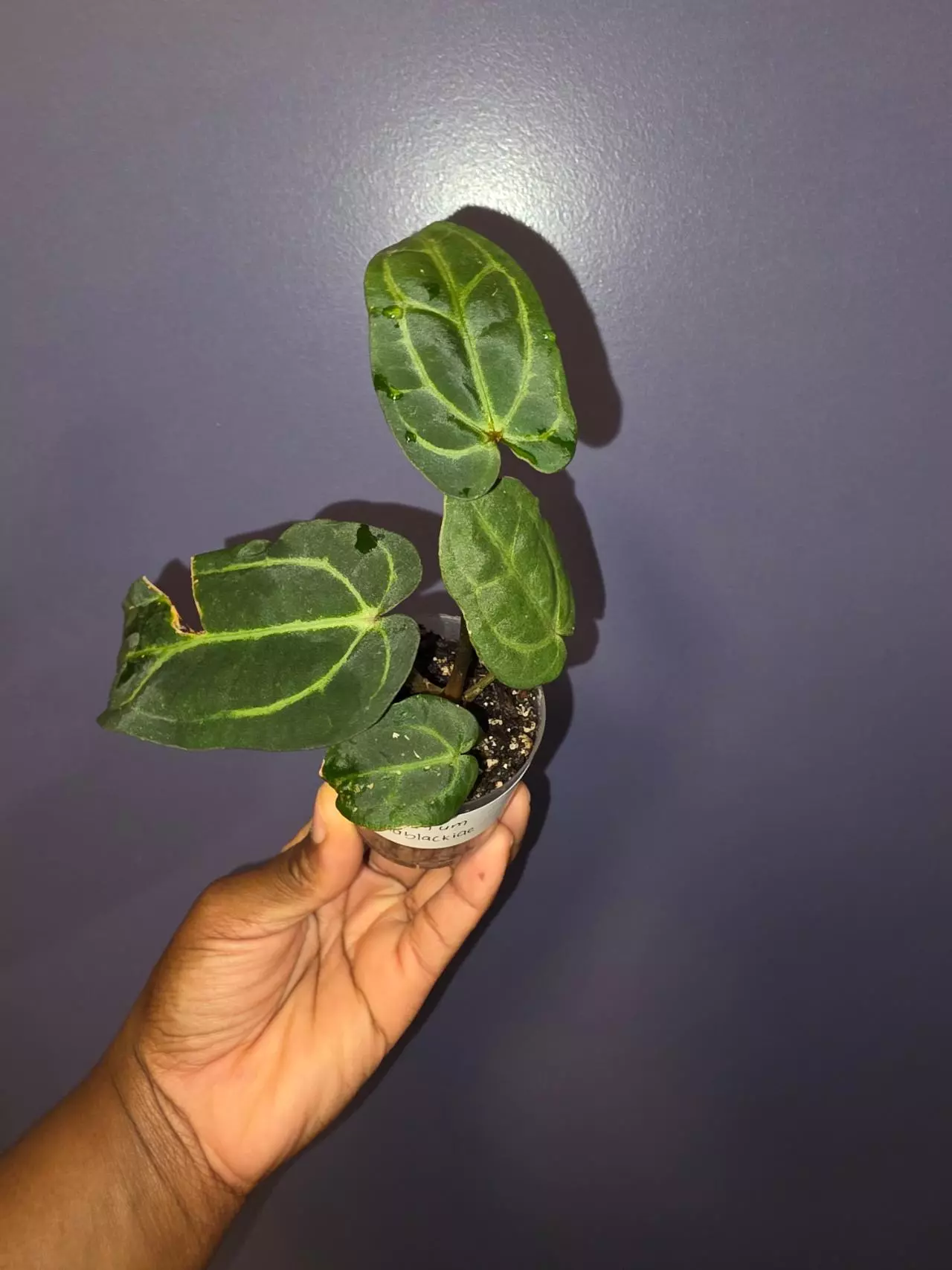 plant/Anthurium Carlablackiae. *exact*-1