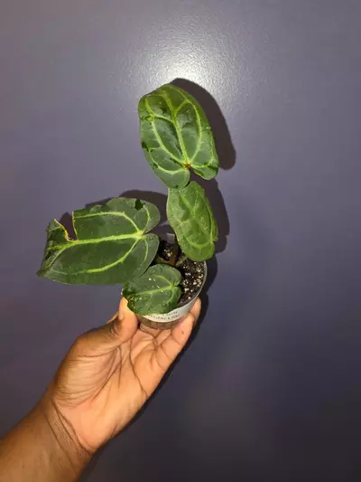 plant/Anthurium Carlablackiae. *exact*-1-thumbnail